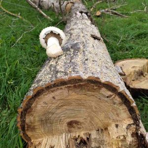 Medajlonky - Posouzení stavu stromů